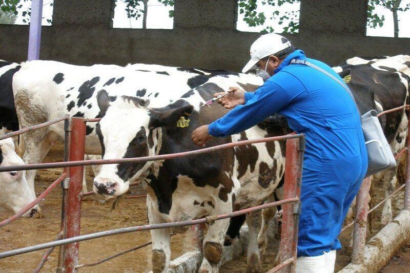 برنامه ملی مقابله با بیماری بروسلوز دامی اجرایی شد – جمهورآنلاین