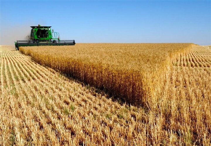 توزیع ۳۹۰ هزار تن بذر اصلاح شده میان کشاورزان کشور – جمهورآنلاین