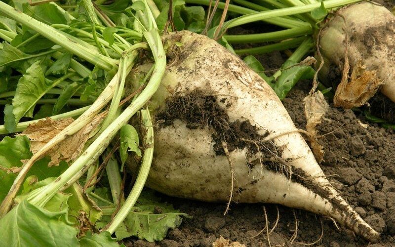 تحقق خودکفایی شکر با راه‌اندازی کارخانجات فرآوری – جمهورآنلاین