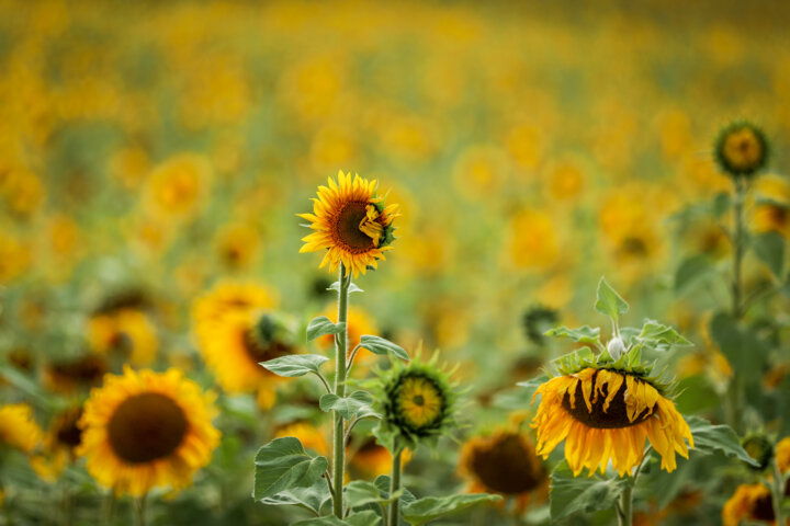 تولید پایدار دانه‌های روغنی با تکیه بر دانش بومی و معرفی ارقام جدید – جمهورآنلاین