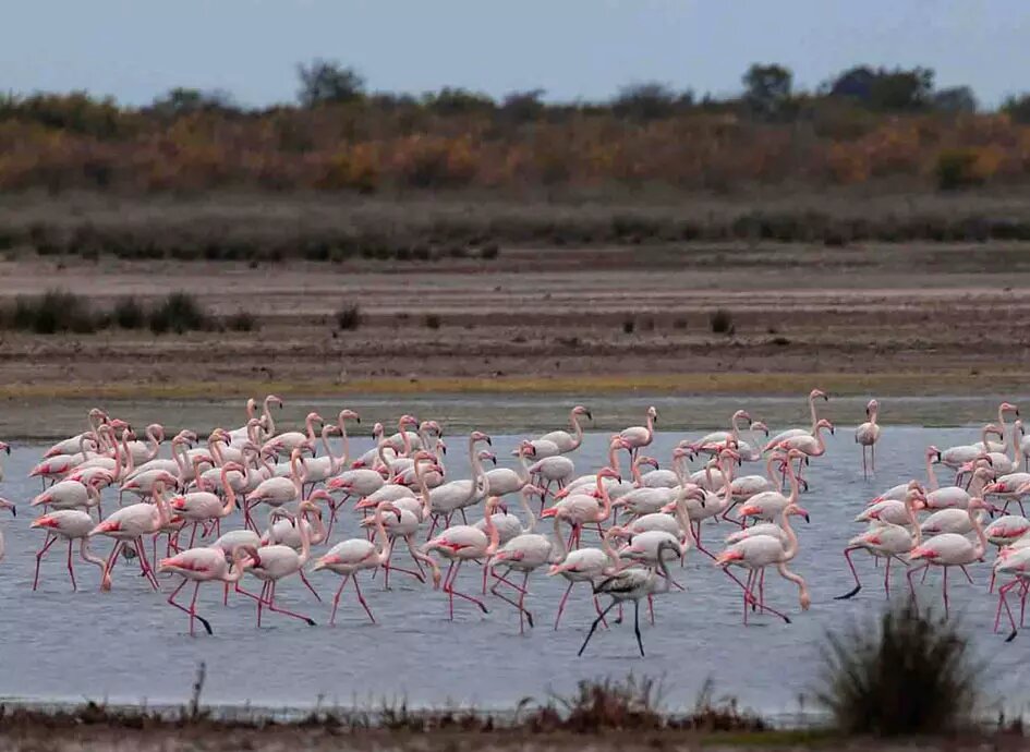 تعطیلی پتروشیمی میانکاله، نماد عقلانیت زیست‌محیطی دولت است – جمهورآنلاین