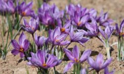 زعفران ایران در تنگنای صادرات؛ فقط ۳۰ درصد صادرات رسمی است